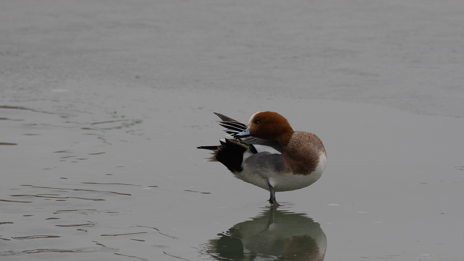 Eurasian Wigeon